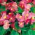 Begonia (6”-12” ht. wax begonia) is the most popular seasonal color in Texas for good reasons.  Plant after St. Patrick's Day, March 17.  Will last until the first freeze in winter.  Tolerates summer heat if planted before June.  Comes in green leaf or bronze leaf w/flowers of white, pink, & red.